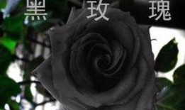 黑玫瑰在线观看,暗夜绽放的秘密