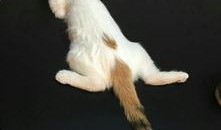 猫猫爆料视频,揭秘视频背后的趣味瞬间